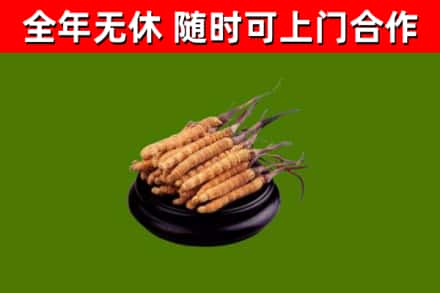 泰安市回收冬虫夏草