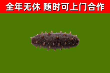 泰安市回收海参干